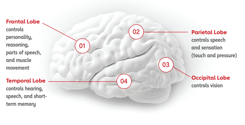 Parietal Lobe: What It Is, Function, Location & Damage