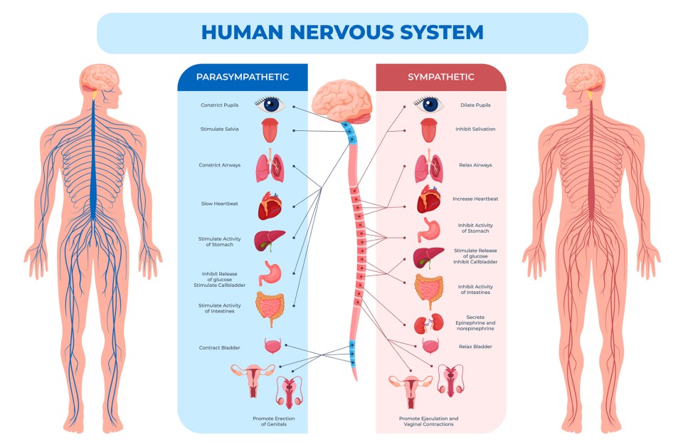 graphic of nervous system